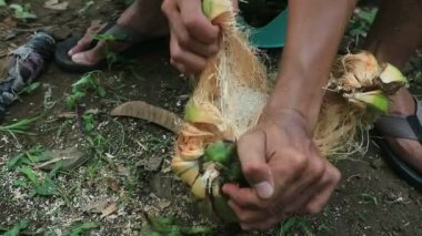 İşçiler hindistan cevizi soyarken açık havada sivri uçlu bıçak kullanıyorlar..