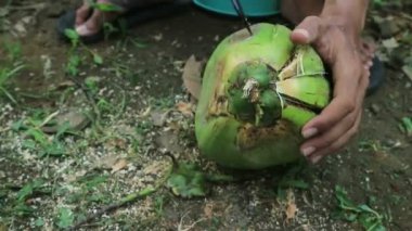İşçiler hindistan cevizi soyarken açık havada sivri uçlu bıçak kullanıyorlar..