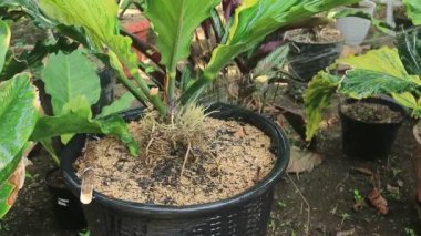 Bir bahçe hortumunu tutan ve yeşil bir bahçeyi sulayan bir el. Bahçedeki bitkileri sulamak