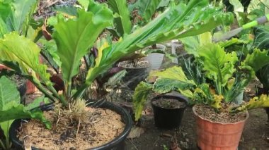 Bir bahçe hortumunu tutan ve yeşil bir bahçeyi sulayan bir el. Bahçedeki bitkileri sulamak