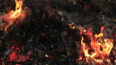 Ormanın zemininde yanan kuru yapraklar ve çevre kirliliği.