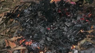 Ormanın zemininde yanan kuru yapraklar ve çevre kirliliği.