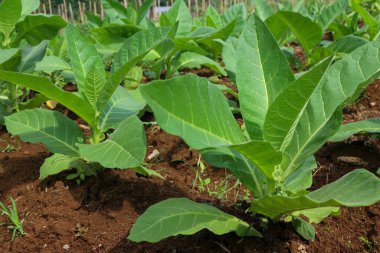 Tütün tarlasında büyük yaprak ekinleri yetişiyor.