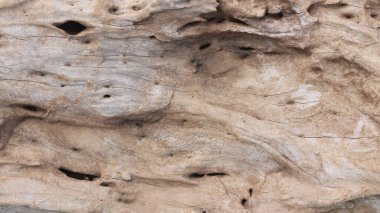 Kökleri olan kurumuş bir ağaç gövdesi. Ağaç gövdesi dokusunu kapat