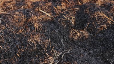 Yanmış samandan siyah ve kahverengi küller