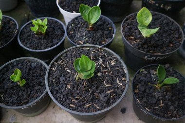 Birçok taze yeşil fidan tencere toprak, üstten görünüm ile büyüyen