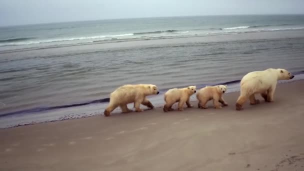 Polar Bear Family Wild — Stock Video