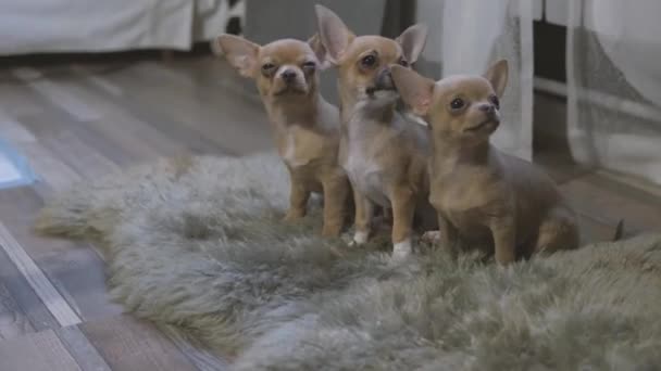 Τρία Μικρά Χαριτωμένα Κουτάβια Chihuahua Παίζει Στο Δωμάτιο — Αρχείο Βίντεο