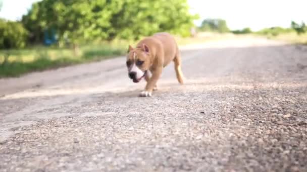 Lindo American Bull Terrier Perro Parque — Vídeos de Stock