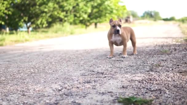 American Bullterrier Hund Unterwegs — Stockvideo
