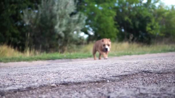美国恶狗在大自然中行走 — 图库视频影像