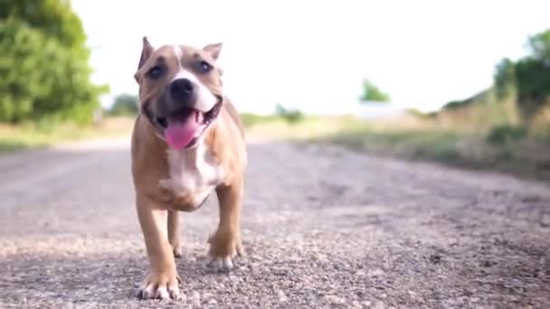 Hond Wordt Uitgevoerd Een Onverharde Weg — Stockvideo