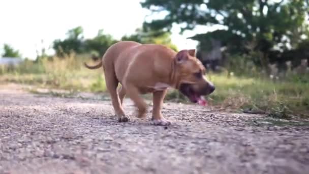 Cute Puppy Dog Park — Stock Video