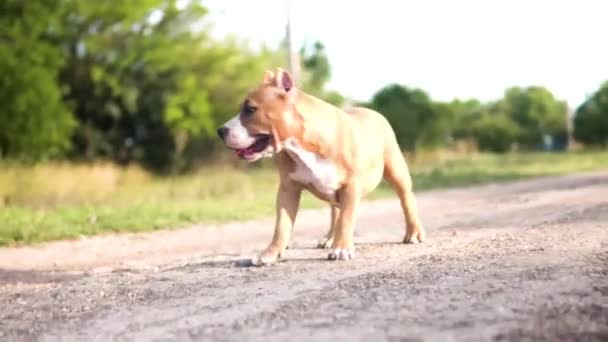 Schattig Amerikaans Bullebak Puppy Wandelen — Stockvideo