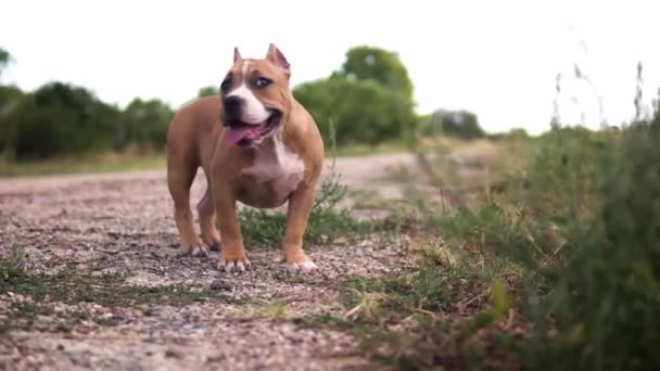 Милая Собака Бегущая Парку — стоковое видео