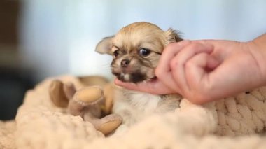 Küçük şirin bir köpek yavrusu