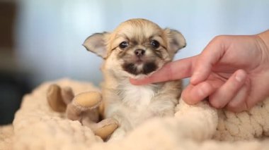 Bir elinde köpek yavrusu Chihuahua