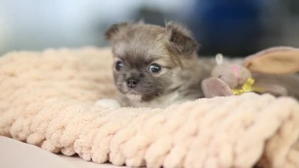 Petit Chihuahua Chihuahua Chien Avec Jouet — Video