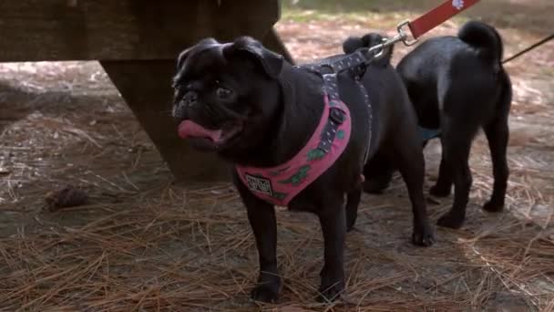 Glad Mops Hund Parken — Stockvideo