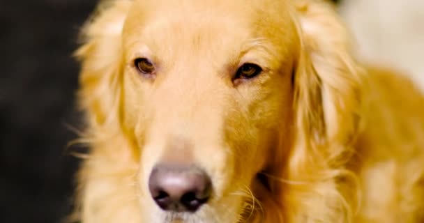 Porträtt Gyllene Retriever Hund Isolerad — Stockvideo