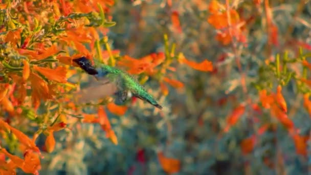Koliber Latać Czuć Kwiat — Wideo stockowe