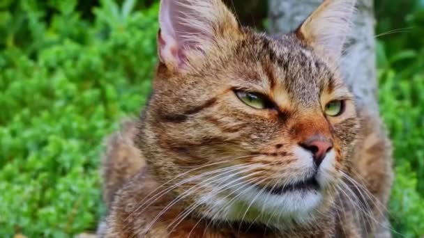 Ładny Kot Zielonymi Oczami Bliska — Wideo stockowe