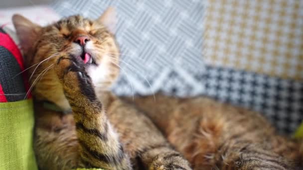 Gato Dormindo Limpar — Vídeo de Stock