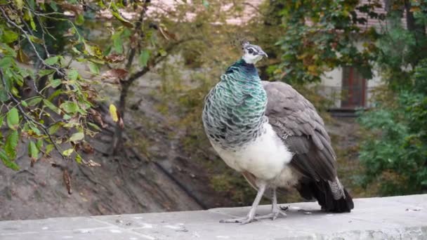 Hermoso Pavo Real Pájaro Parque — Vídeos de Stock