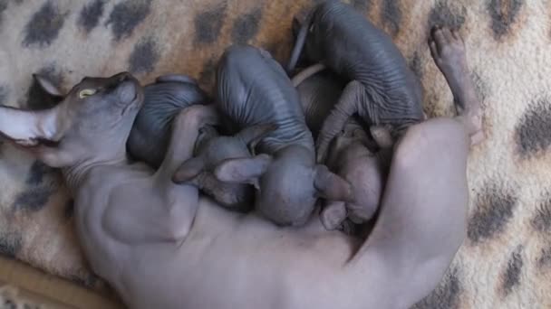 Moeder Sfinx Voedt Haar Kittens — Stockvideo