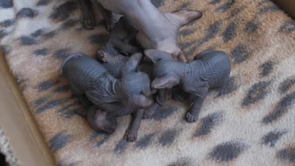 Söt Nyfödd Sfinxkattunge Sängen — Stockvideo