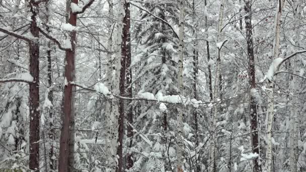 Neve Floresta Inverno Neve — Vídeo de Stock
