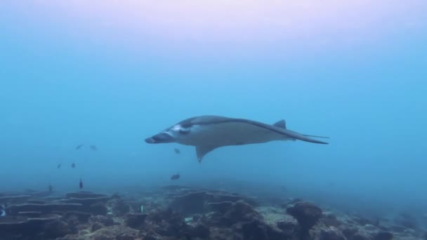 Ikan Sea Life Underwater — Stok Video