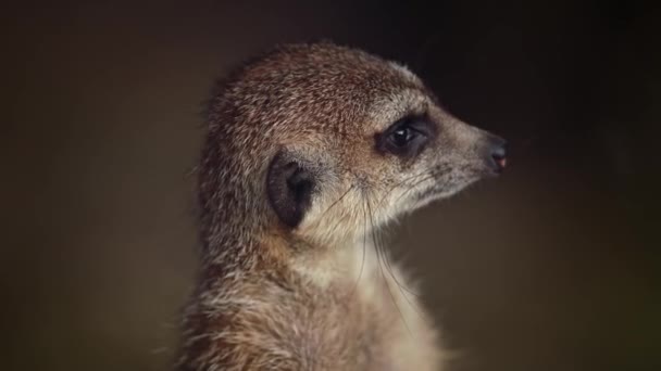 Meerkat Dans Zoo Gros Plan — Video