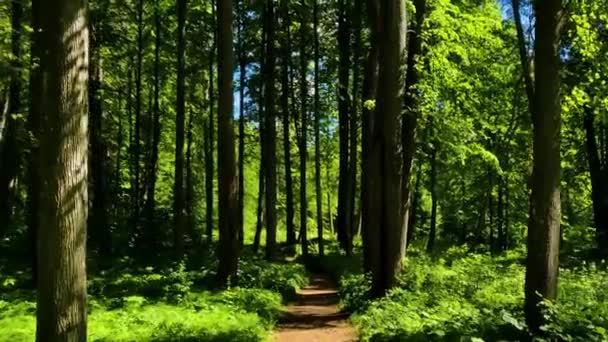 Красивий Зелений Ліс Влітку — стокове відео