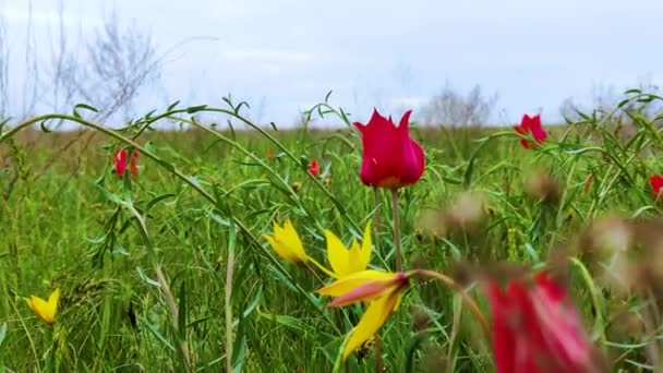 Ανοιξιάτικα Λουλούδια Χλωρίδα Και Φύση — Αρχείο Βίντεο