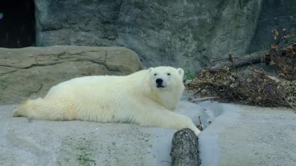 Белый Медведь Зоопарке — стоковое видео