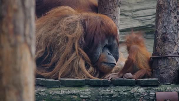 Большой Орангутанг Вблизи Зоопарка — стоковое видео