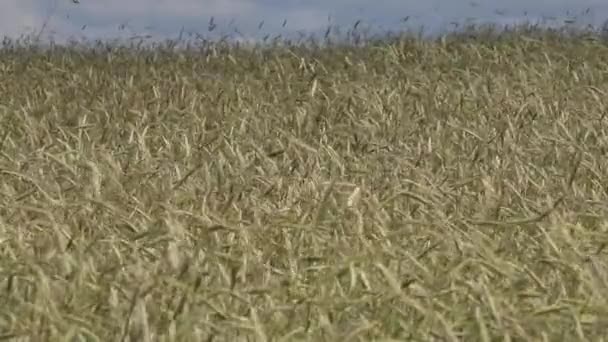 Buğday Tarlası Mavi Gökyüzü — Stok video