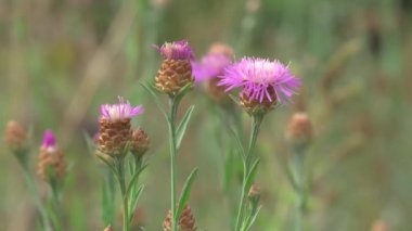 Bahçedeki güzel çiçekler