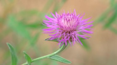 Doğadaki çiçeğe yakın.