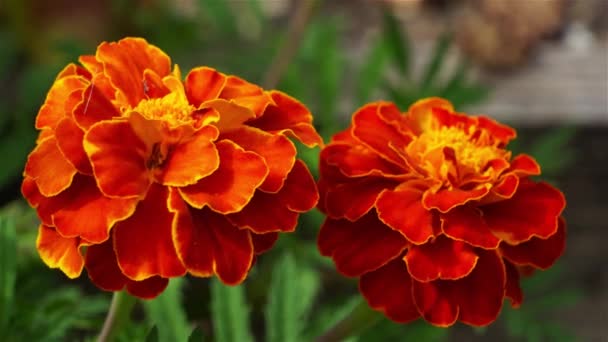 Piękne Pomarańczowe Kwiaty Marigold Rośnie Ogrodzie — Wideo stockowe