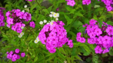 Bahçedeki güzel çiçekler