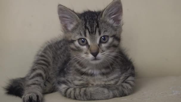 灰色背景上可爱的小猫 — 图库视频影像