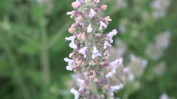 Flower Sage Plant — Stock Video