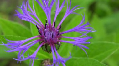 Mor bir çiçek tarlasına yakın çekim