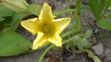 Bahçedeki sarı çiçekler