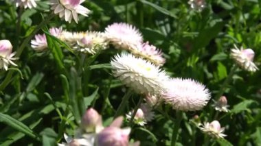Bahçedeki güzel çiçekler