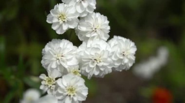 Bahçe Beyaz Yasemin çiçekleri