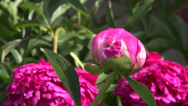 Roze Tulp Bloemen Tuin — Stockvideo