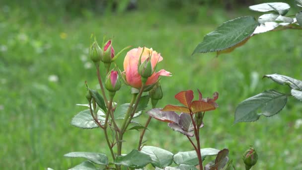 Ένα Όμορφο Ροζ Τριαντάφυλλο Στον Κήπο — Αρχείο Βίντεο